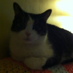 Meet your Posher, Ann