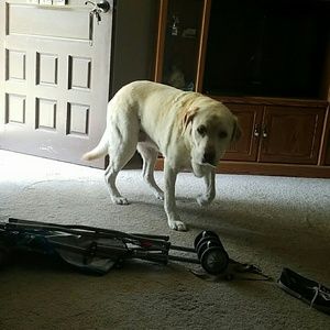 Meet your Posher, Melissa