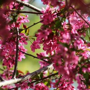 Meet your Posher, Tosha