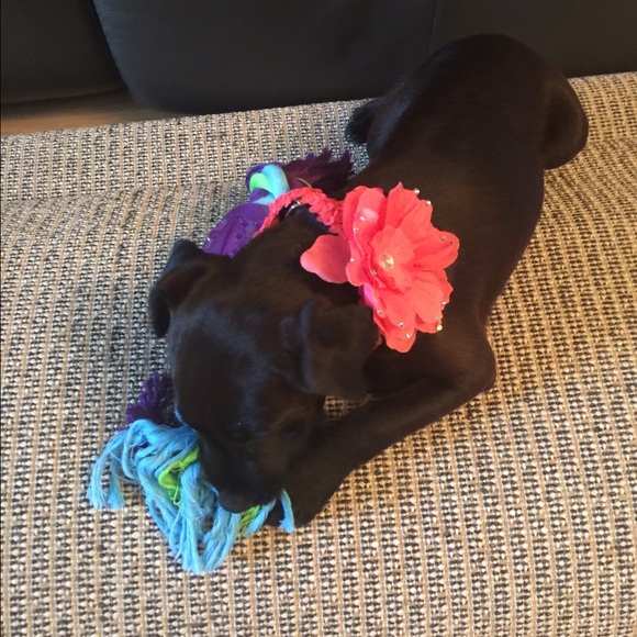 Meet your Posher, Born a Diamond - Picture 2 of 3