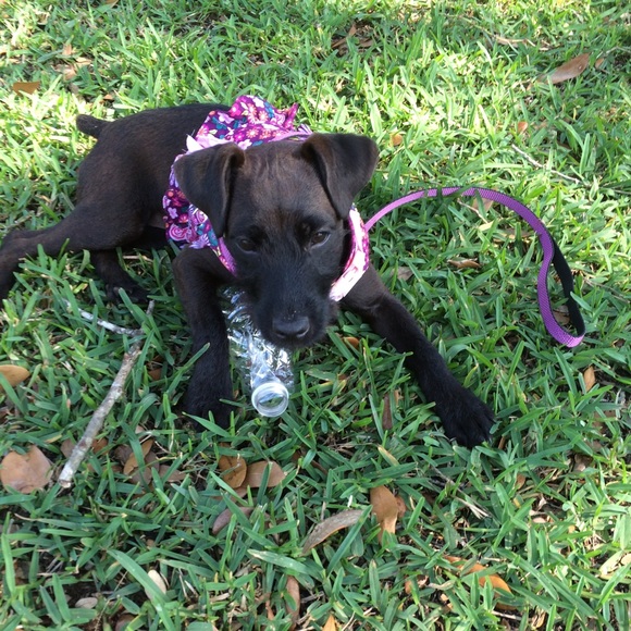 Meet your Posher, Born a Diamond - Picture 3 of 3