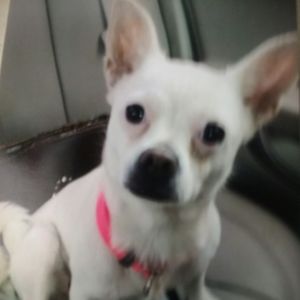 Meet your Posher, Shushu kaye