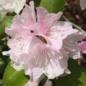 Meet your Posher, Rowen