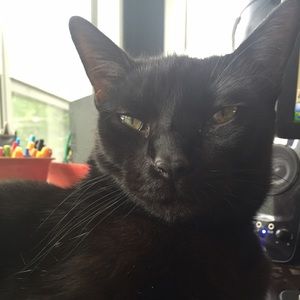 Meet your Posher, Catie