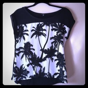 Express Palm Tree top🌴