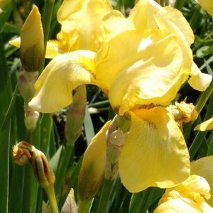 Meet your Posher, Nancy