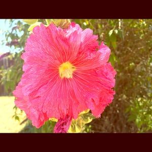 Meet your Posher, Queenie