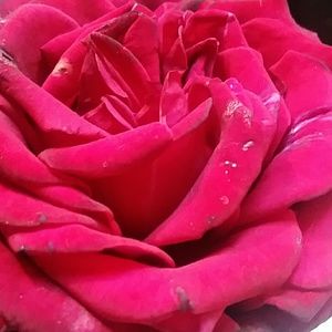 Meet your Posher, Jen