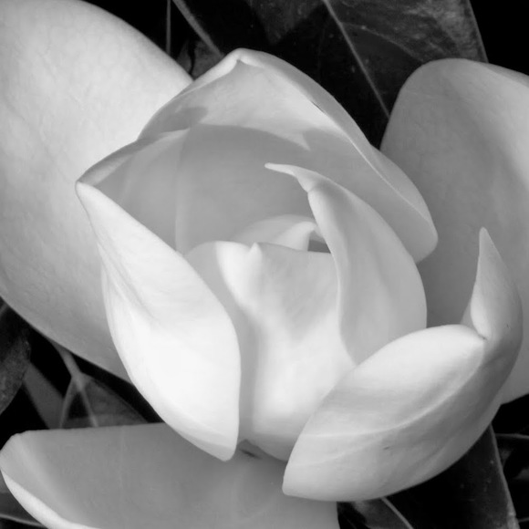 Meet your Posher, Liz - Picture 1 of 1