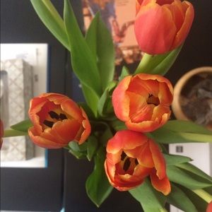 Meet your Posher, Bettina