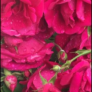 Meet your Posher, Alyssia