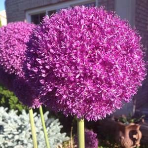 Meet your Posher, Barb