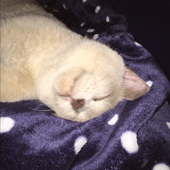 Meet your Posher, Toni