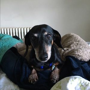 Meet your Posher, Shelley