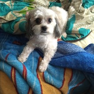 Meet your Posher, Felipa