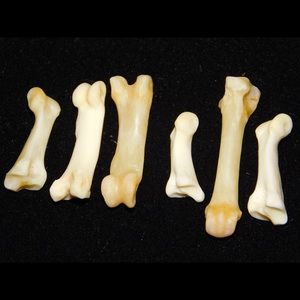 Unique Bobcat Toe Bones For Any Craft Taxidermy