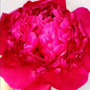 Meet your Posher, Peyton