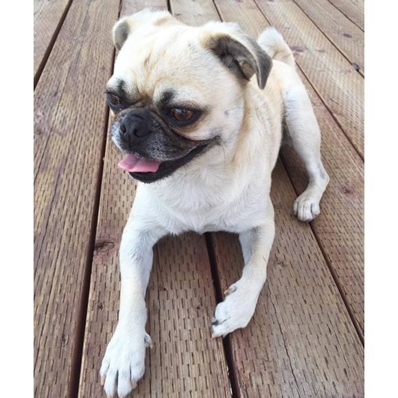 Meet the Posher - Picture 4 of 4