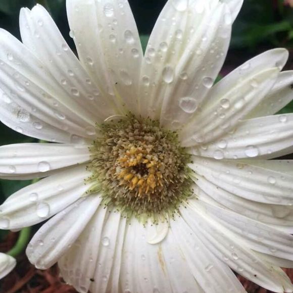 Meet your Posher, Stacie - Picture 1 of 1