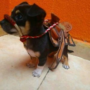 Meet your Posher, Brenda