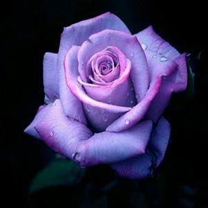 Meet your Posher, Susan