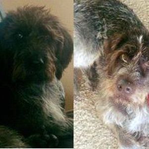 Meet your Posher, Dani