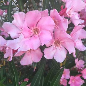 Meet your Posher, Mayra