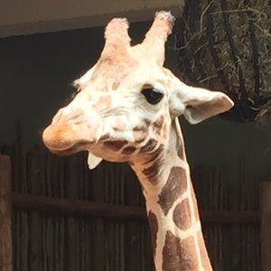 Meet your Posher, Lisa