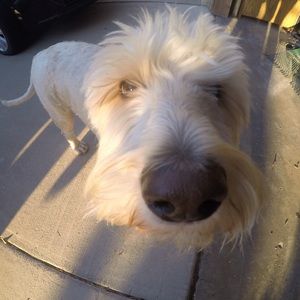 Meet your Posher, Holly