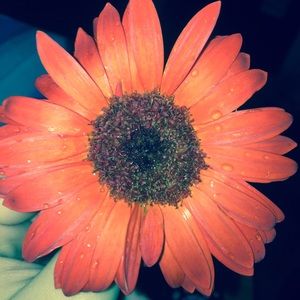 Meet your Posher, Mercades