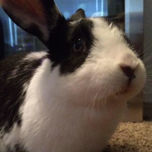 Meet your Posher, Terry