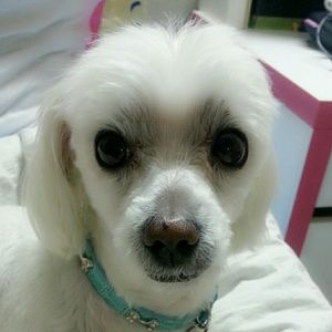 Meet your Posher, Jenny