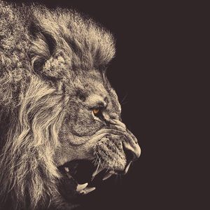 Meet your Posher, Jevonn