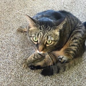 Meet your Posher, Beck