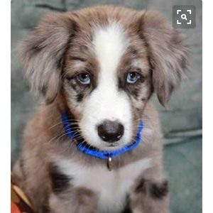 Meet your Posher, Darlrne