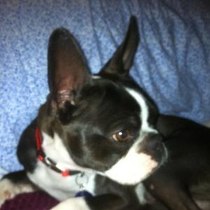 Meet your Posher, Priscilla