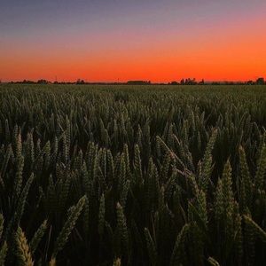 Meet your Posher, Fallon