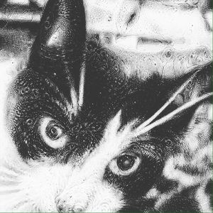 Meet your Posher, Iris