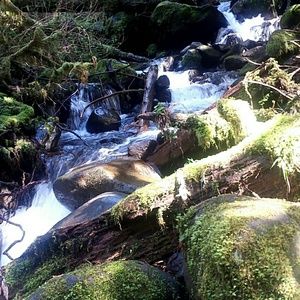 Meet your Posher, Willow