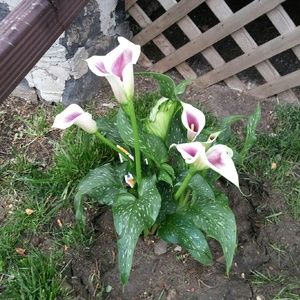 Meet your Posher, Carmelita