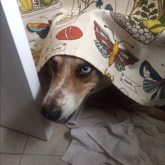 Meet your Posher, Jessica - Picture 2 of 4