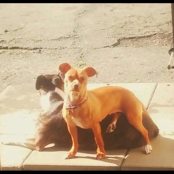 Meet your Posher, Jessica - Picture 3 of 4