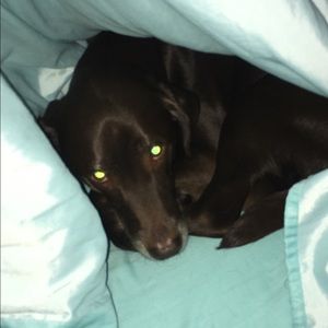 Meet your Posher, Holly