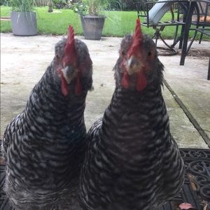 Meet your Posher, Danielle