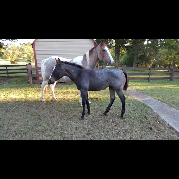 Meet your Posher, Kaelin - Picture 1 of 1