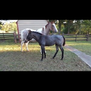 Meet your Posher, Kaelin