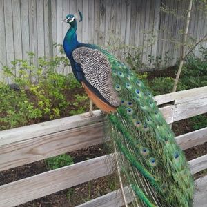 Meet your Posher, Suzanne