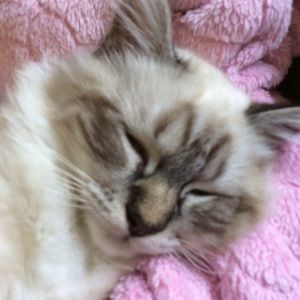 Meet your Posher, Deb