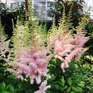 Meet your Posher, Sophia