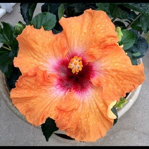 Meet your Posher, Deb